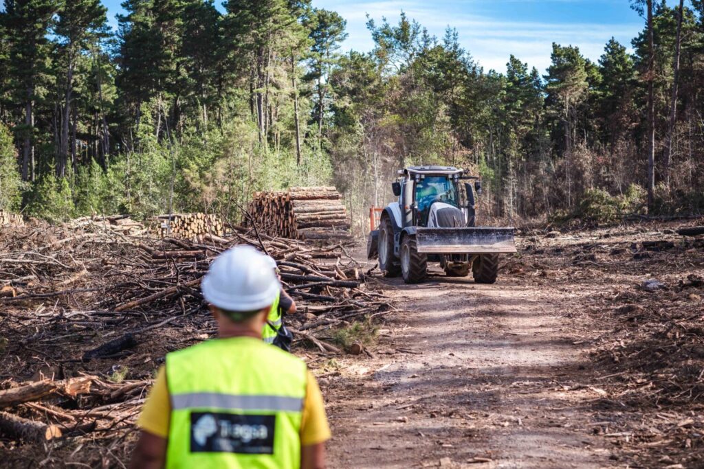 El Cabildo invierte más de 6,6 millones de euros en la recuperación de la masa forestal afectada por el incendio de 2023