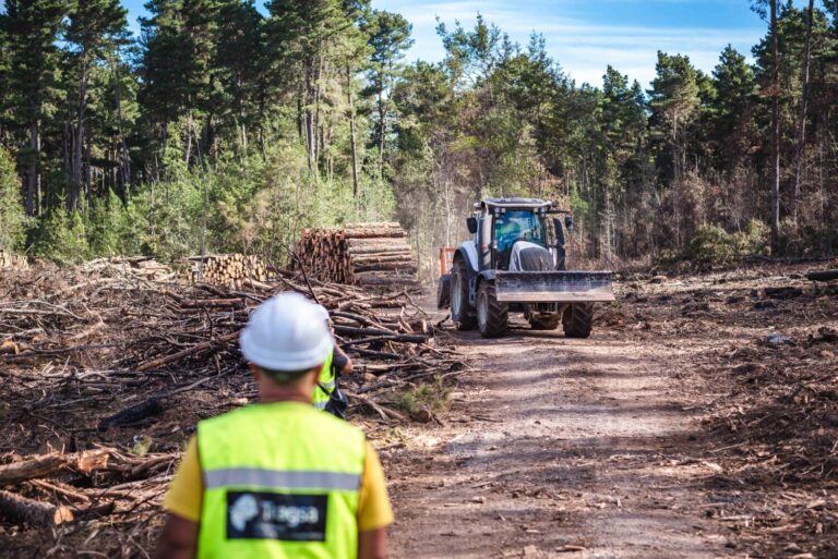 Tenerife intenta recuperar la masa forestal afectada por el incendio de 2023