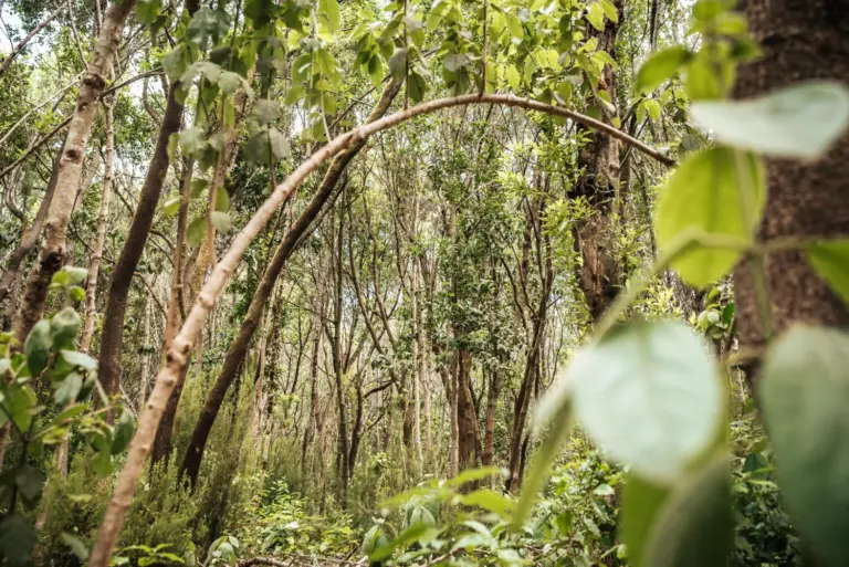 El pino radiata dará paso al monteverde en la zona afectada por el incendio de 2023 en Tenerife
