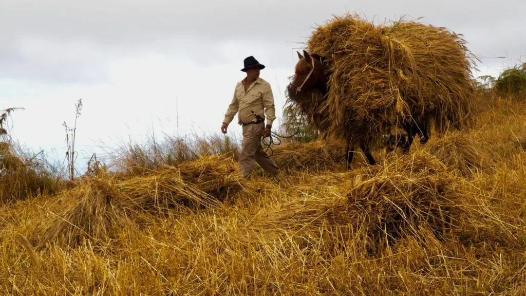 Imagen de archivo de la trilla del grano en Gran Canaria