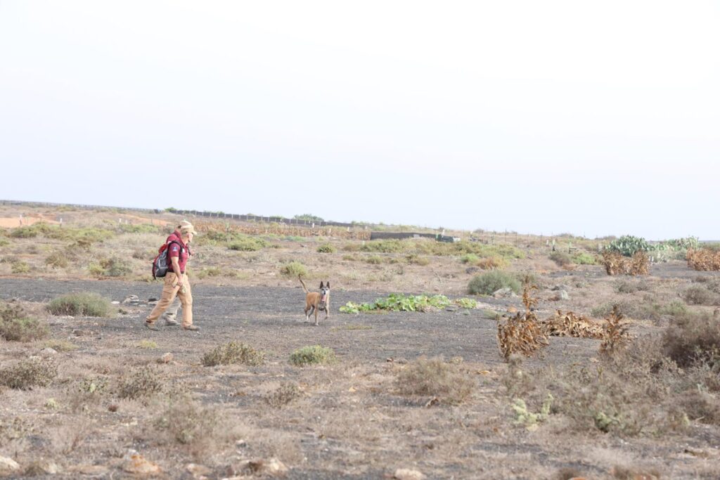 El Cabildo de Lanzarote refuerza las investigaciones para encontrar el veneno que mató a animales con la actuación de perros de Gran Canaria