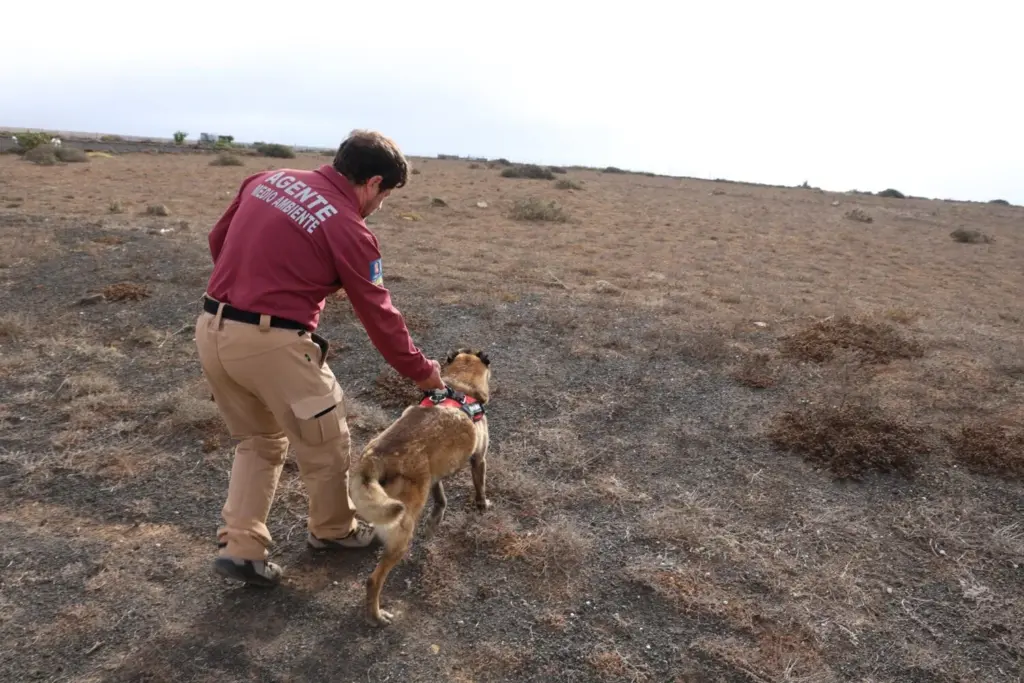Lanzarote mantiene la prohibición de la caza en Haría tras un nuevo caso de envenenamiento