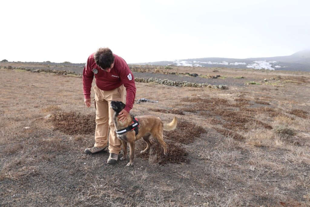 El Cabildo de Lanzarote refuerza las investigaciones sobre los casos de envenenamiento con la actuación de la unidad canina de Gran Canaria
