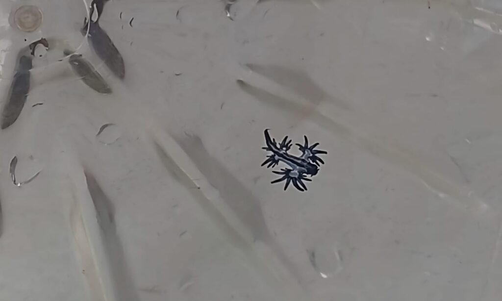 Prohibido el baño la playa de La Garita, en Lanzarote, por la presencia de dragones azules. 