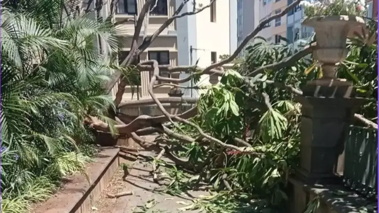 Cae una rama de gran tamaño en la plaza del Príncipe en Santa Cruz de Tenerife, dañando un coche estacionado