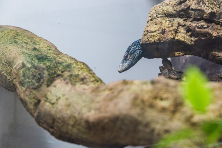 Tenerife invierte en el control de especies invasoras y la mejora de los hábitats