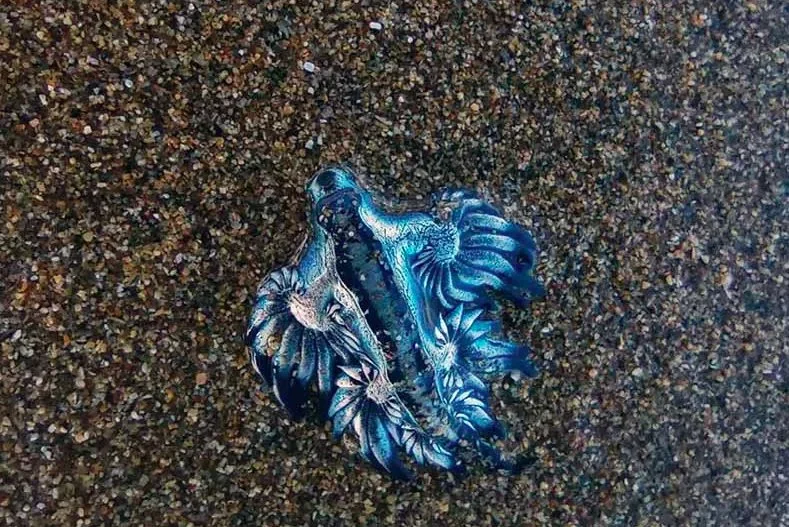 Dragón azul fotgrafiado en la playa de Las Canteras. Foto: Mi Playa de Las Canteras