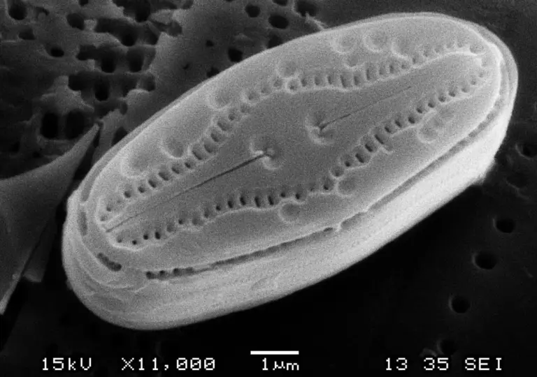 Descubren nuevas especies endémicas en El Hierro de gran valor científico