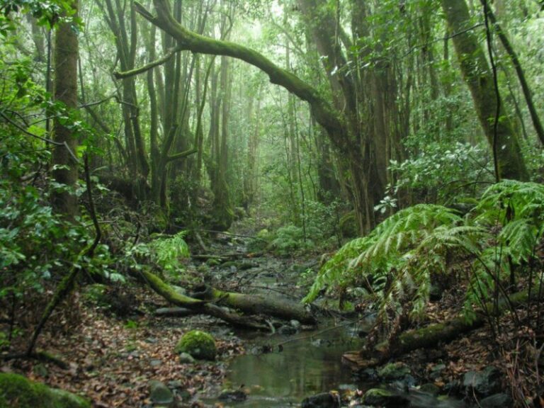 El ecosistema del Garajonay sufrirá con el cambio climático