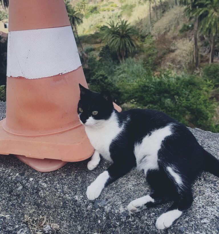 En el Día Internacional del Gato se busca generar conciencia sobre la adopción responsable