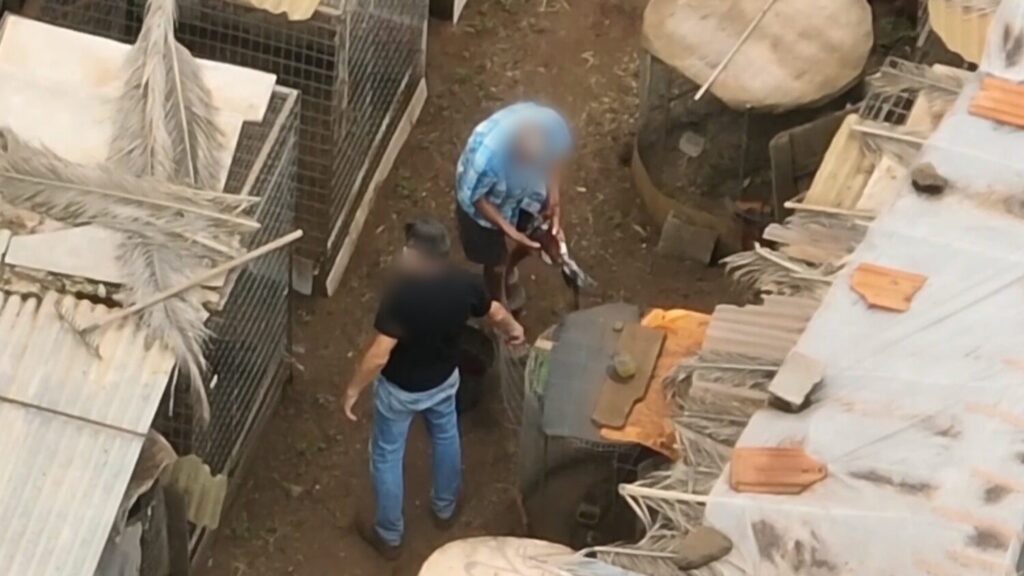 La investigación comenzó después de que agentes de la Guardia Civil tuvieran conocimiento de la existencia de un criadero ilegal de gallos
