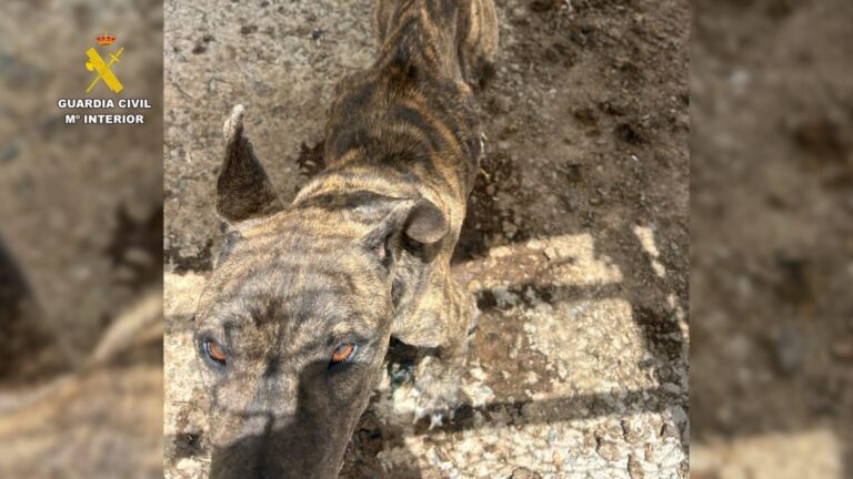 La Guardia Civil detiene en Ingenio a tres personas por maltrato animal
