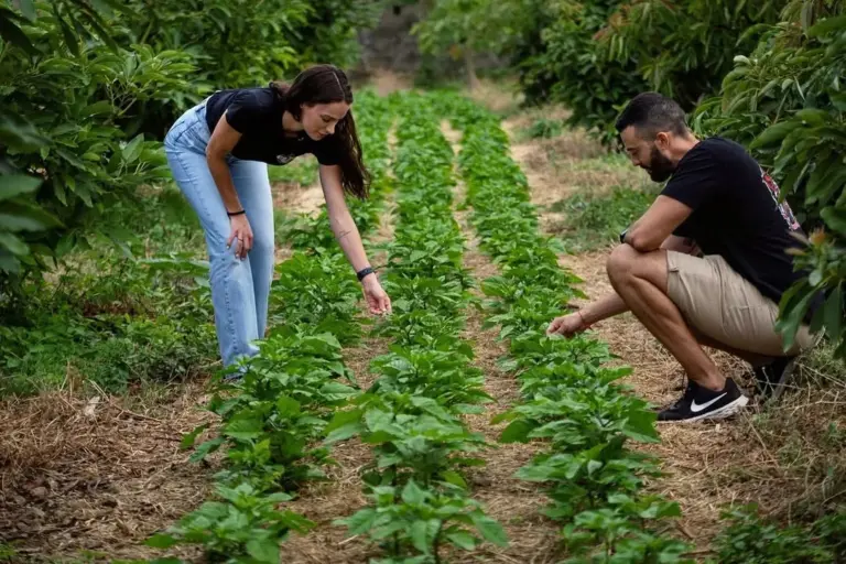 Pan, chocolate y producto local en el último menú veraniego de ‘Con cúrcuma’