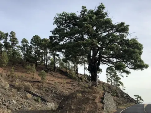 Canarias financiará la grabación de un documental sobre el Pino del Consuelo