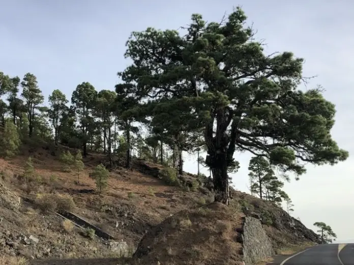 El Pino del Consuelo se convierte en un monumento de los asesinados en Fuencaliente durante la Guerra Civil