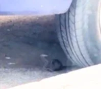 Ratas en Gran Tarajal