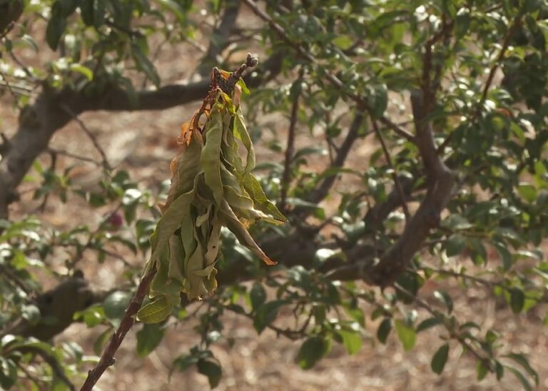 La sequía está provocando pérdidas en los agricultores de Gran Canaria