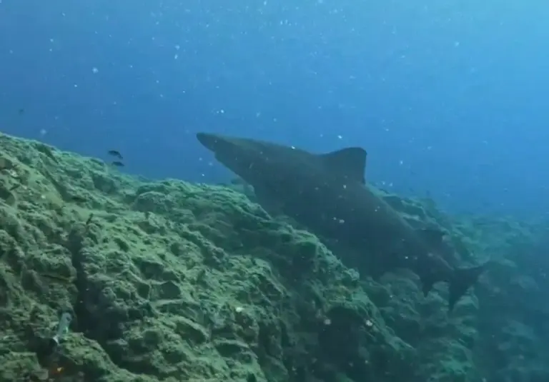 Extraños tiburones hallados en aguas Canarias