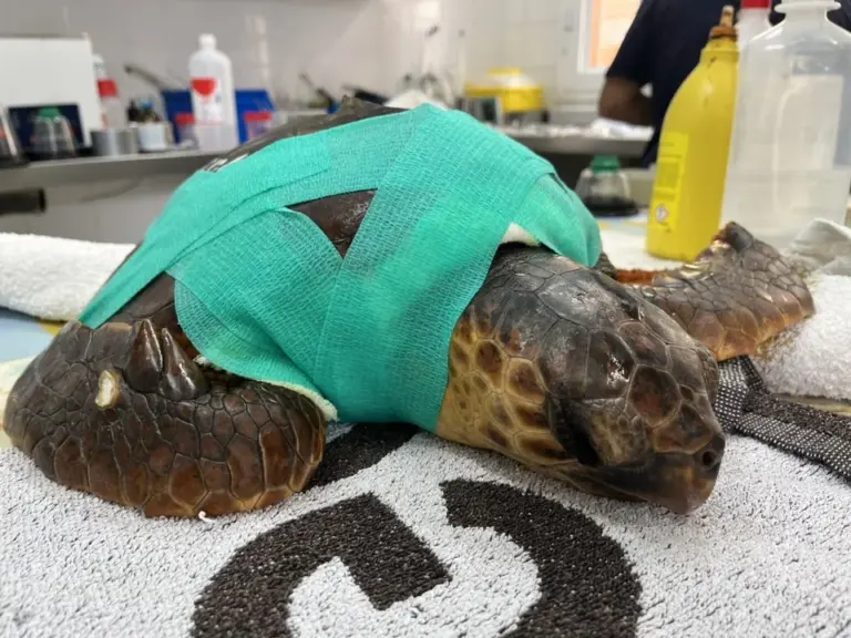 Rescatan una tortuga boba con heridas de arma blanca