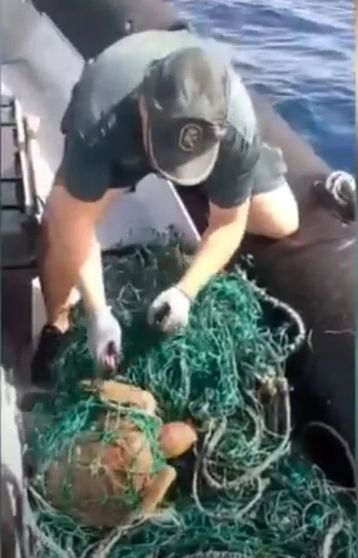 Rescatan a dos tortugas bobas atrapadas en redes en Tenerife