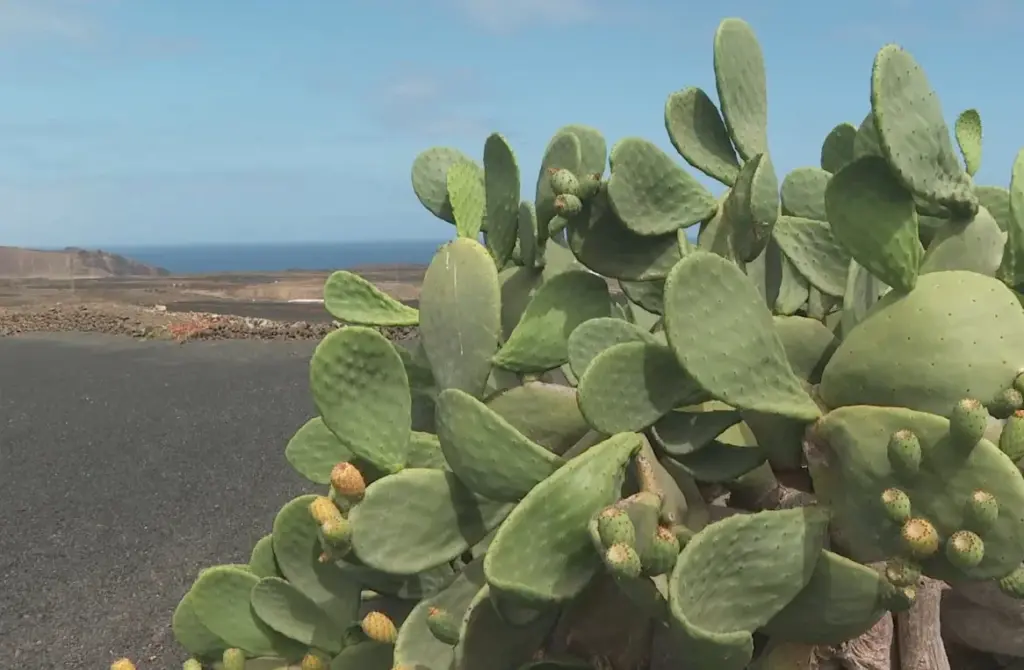Claudia, una química recién graduada que busca salvar las tuneras de Lanzarote
