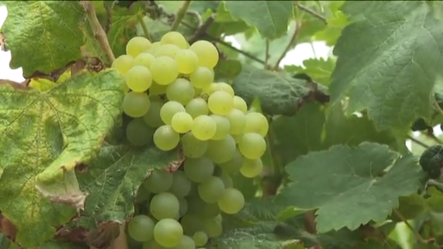 Temporada de vendimia en La Palma