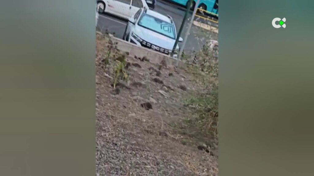 Vecinos de La Paterna en la capital grancanaria denuncian plaga de ratas en el entorno del parque infantil Juan Alemán y alrededores. RTVC
