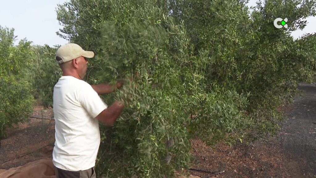 La campaña de recogida de la aceituna en Fuerteventura no alcanzará este año las cifras de 2023. RTVC