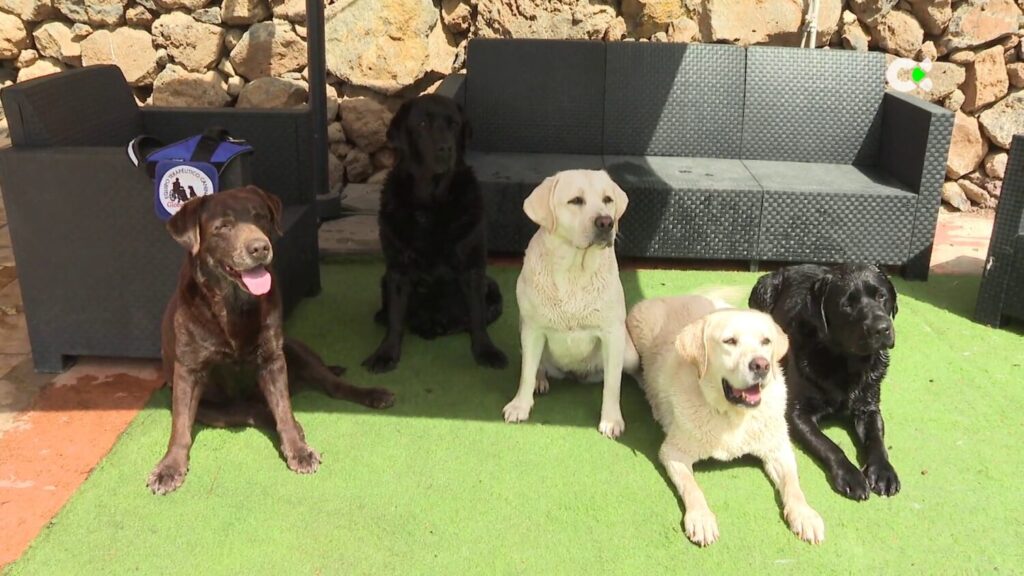 En Canarias, hay más de 160.000 personas con discapacidad y la demanda de perros de asistencia aumenta