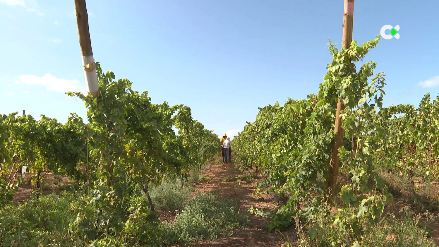 Cultivo de viñas ubicadas en la isla de Tenerife. Cultivo de viñas ubicadas en la isla de Tenerife, La vendimia peligra por primera vez en la isla por la filoxera. Imagen de archivo RTVC. 