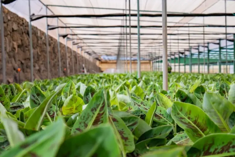 Más de 3.000 agricultores se acogen a la segunda ayuda por sequía de Canarias
