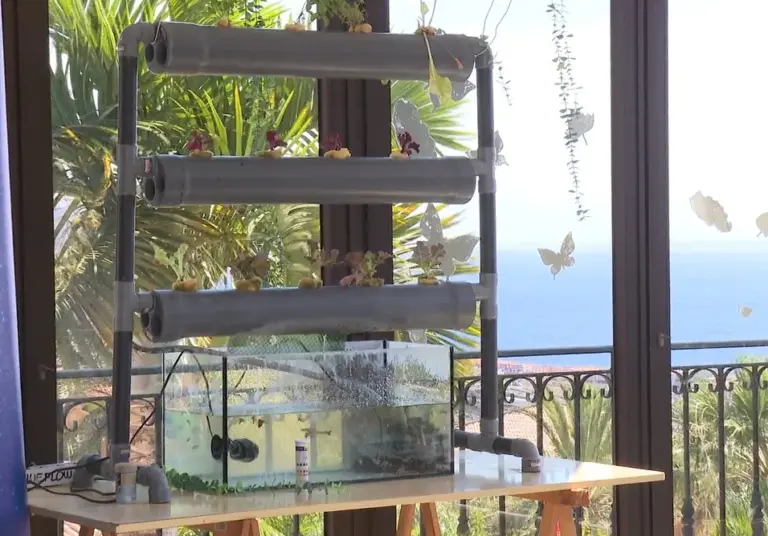 La acuaponía, una revolución sostenible para cultivar sin tierra