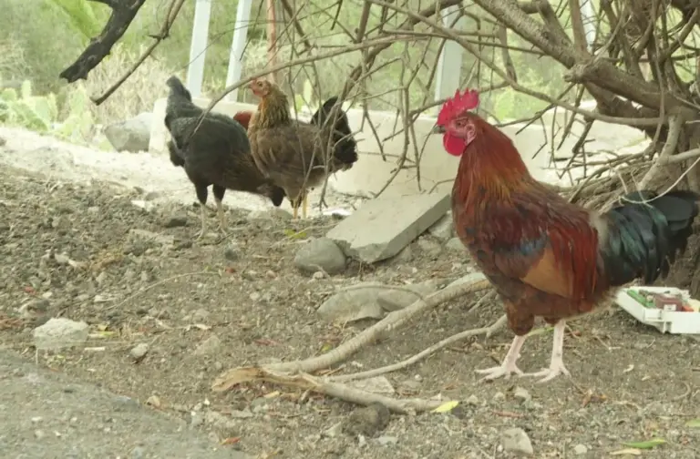 Vecinos de El Fondillo denuncian plaga de ratas, gallos y gallinas