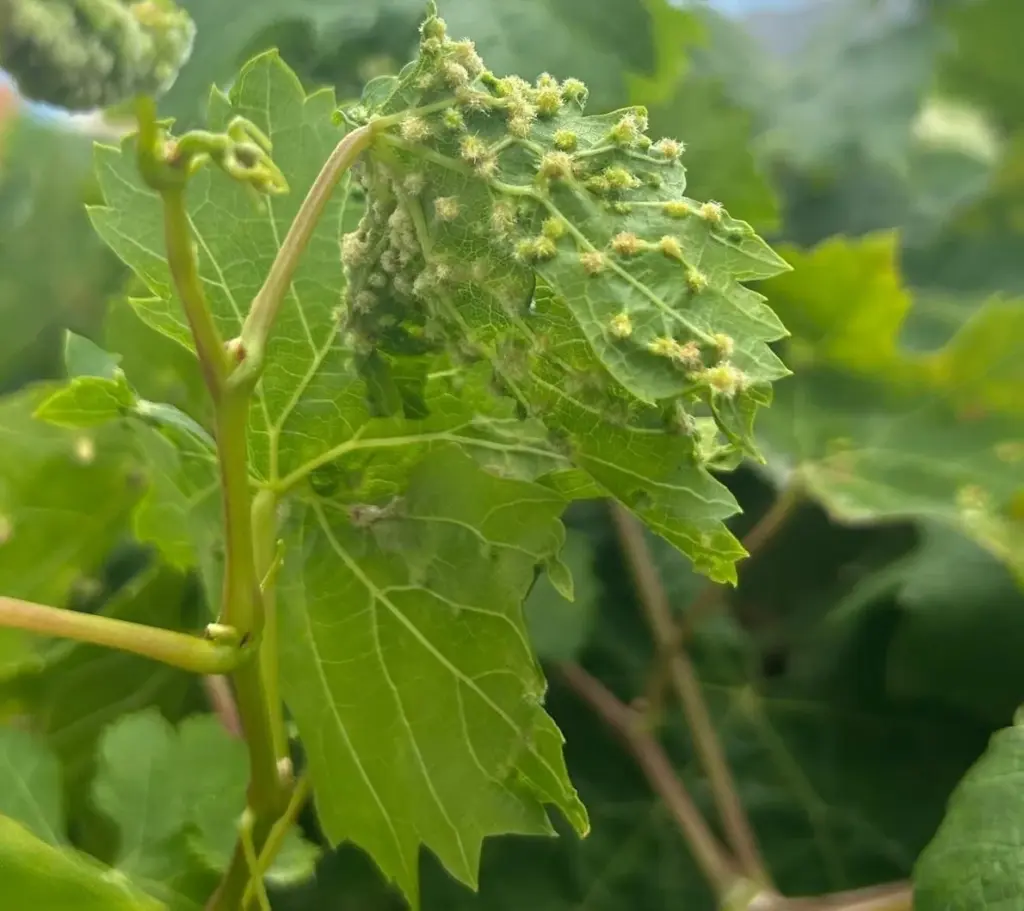 Tenerife destina 150.000 euros para incorporar técnicos al control de la filoxera