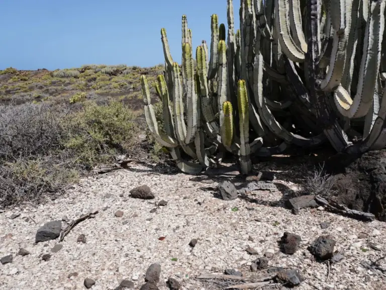 El Gobierno prepara la declaración de BIC para la costa de Buenavista del Norte