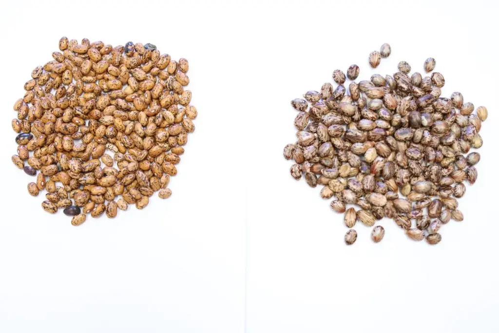 Semillas de ricino y de judías pintas, que se confundieron en Lanzarote