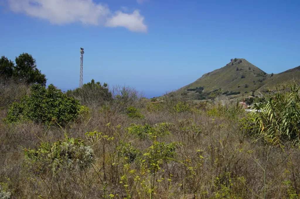Las "ovejas bombero", cortafuegos natural en la Reserva de la Biosfera del Macizo de Anaga