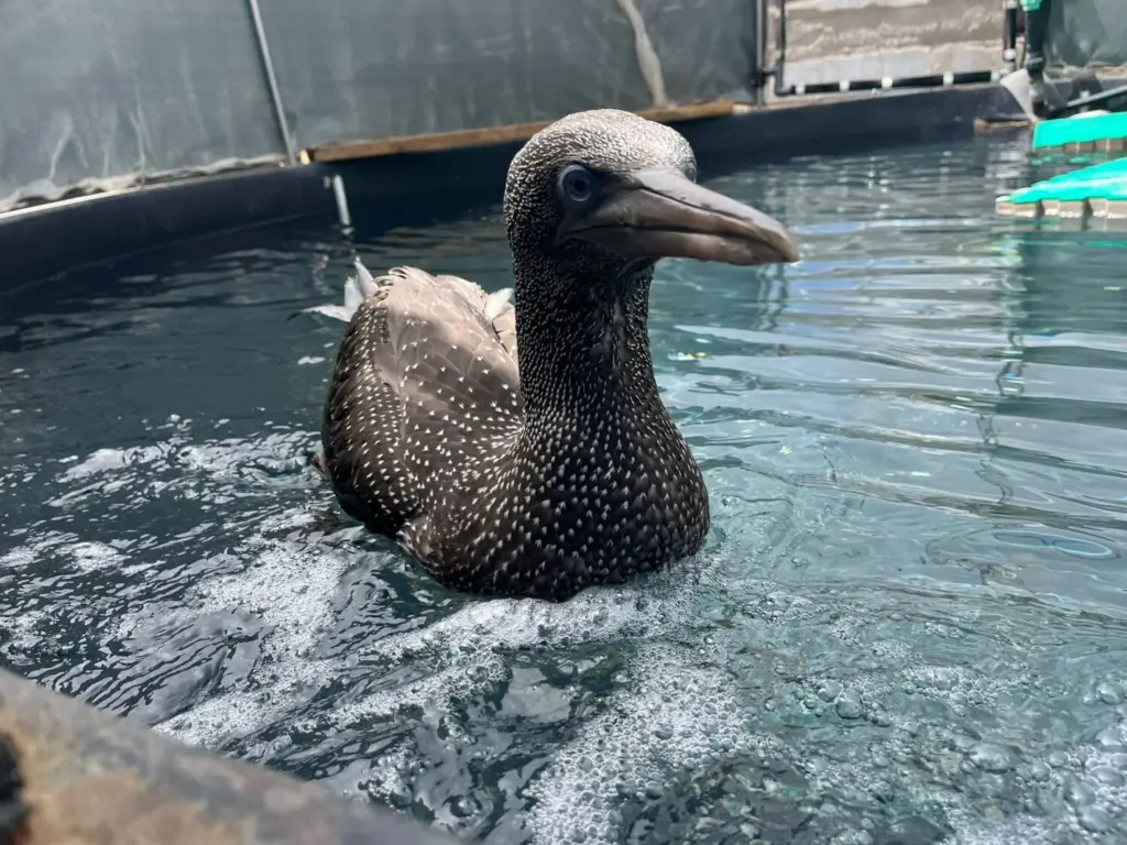 Alcatraz liberado en Gran Canaria tras su recuperación