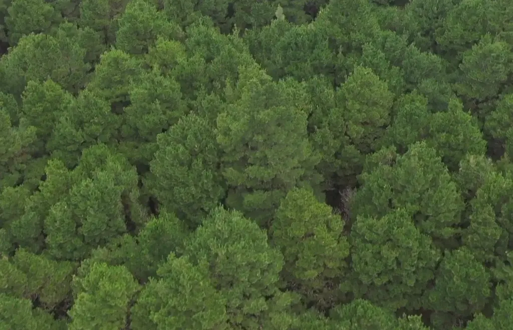 El Hierro, donde los árboles superan a las personas