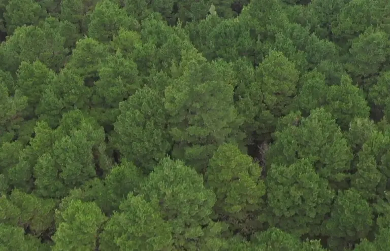 El Hierro, donde los árboles superan a las personas