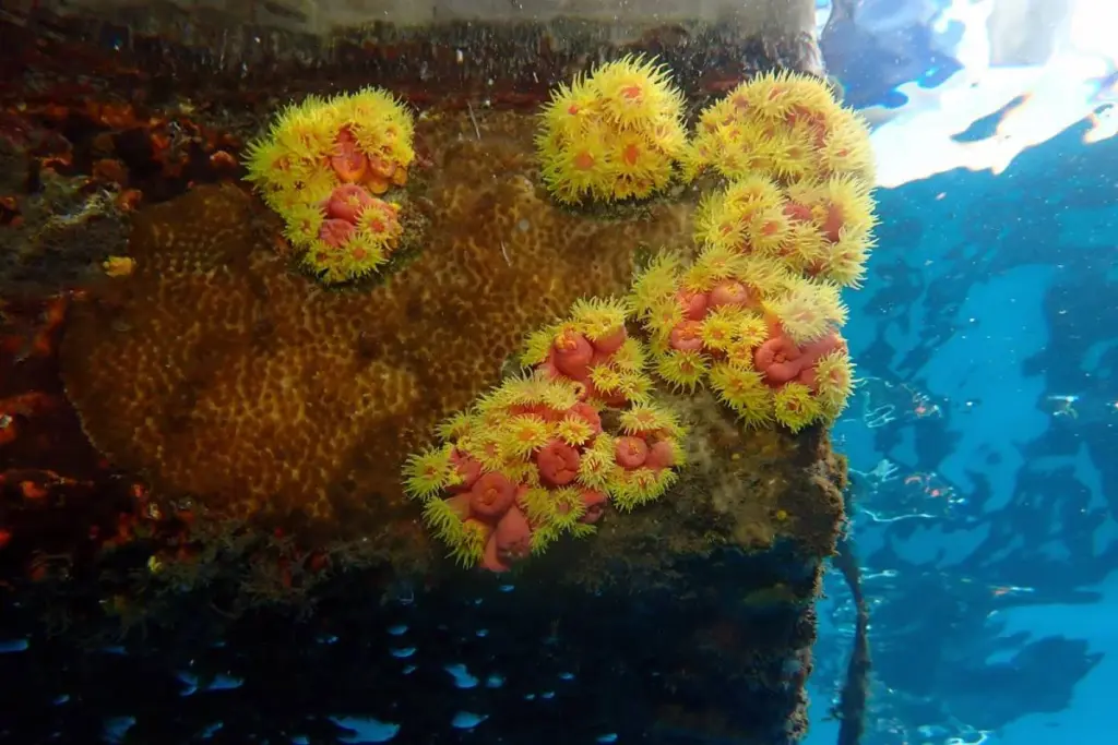 Advierten del riesgo de expansión en aguas canarias de un coral potencialmente invasor