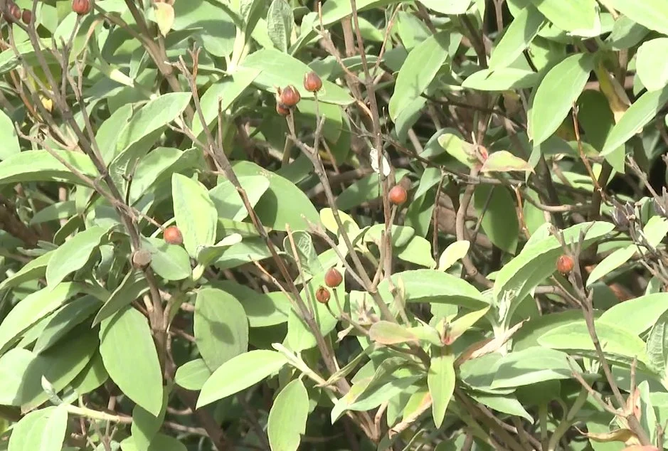 La consejería de Transición Ecológica vigila la biodiversidad de las islas a través del proyecto de Prospección y evaluación de hábitats y especies