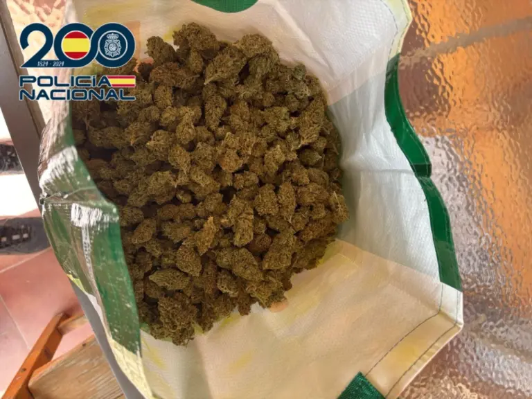 Desmantelan una plantación de marihuana en Telde