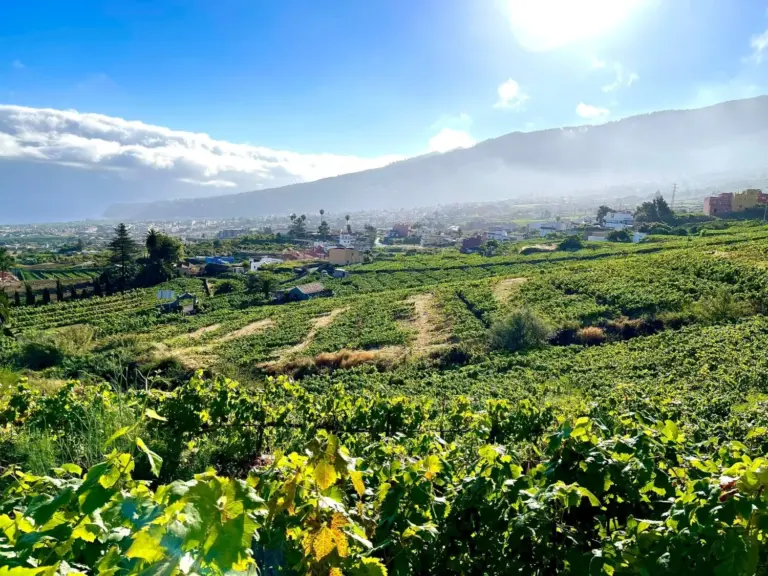 ‘De campo y mar’: las mujeres del vino en Canarias