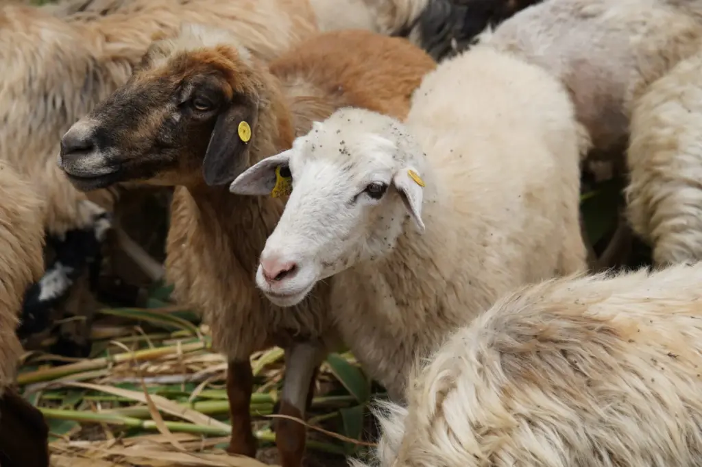 Las "ovejas bombero", cortafuegos natural en la Reserva de la Biosfera del Macizo de Anaga