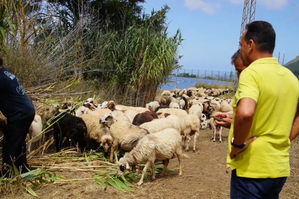 Las "ovejas bombero", cortafuegos natural en la Reserva de la Biosfera del Macizo de Anaga