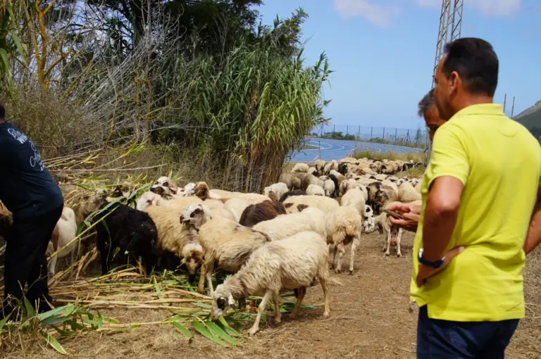 Las «ovejas bombero», cortafuegos natural en la Reserva de la Biosfera del Macizo de Anaga
