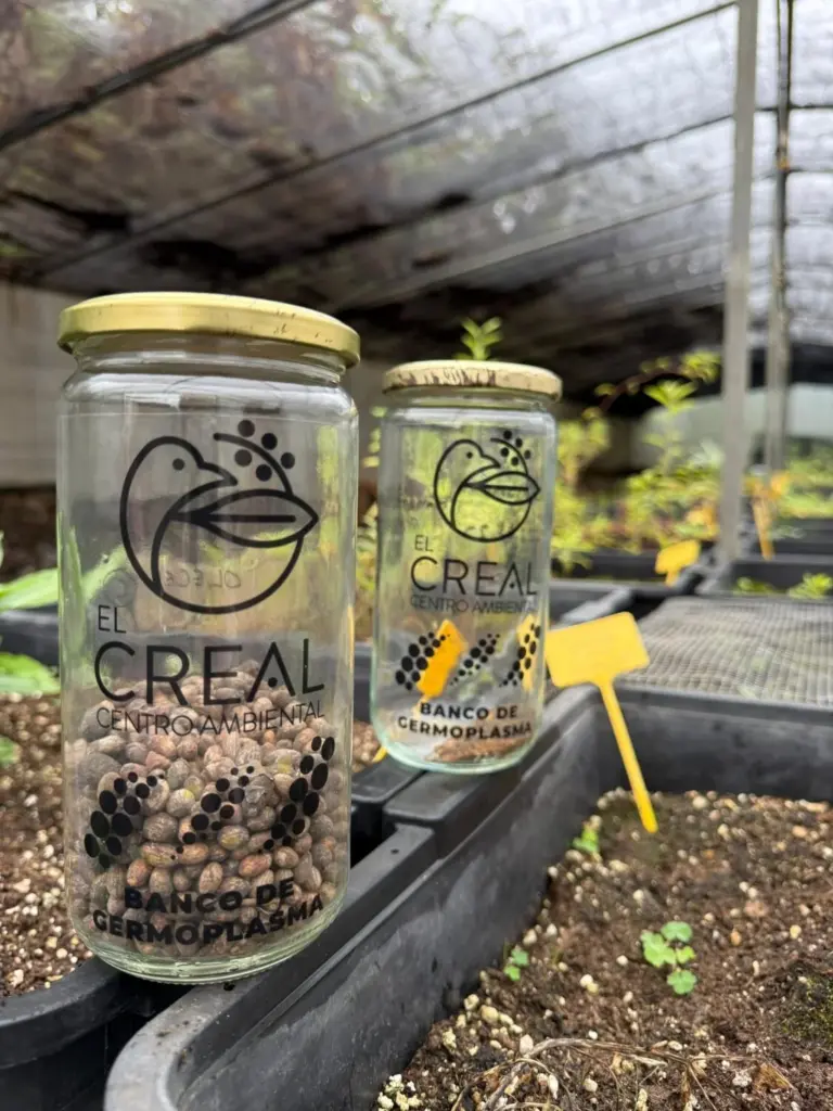 Banco de semillas de la Reserva de la Biosfera de El Hierro que se pone en marcha en el Centro Ambiental de El Creal / Cabildo de El Hierro 
