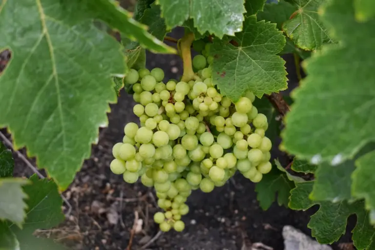 La vendimia palmera se enfrenta a la incertidumbre para este 2025