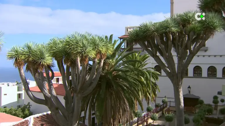 Los dragos canarios también florecen